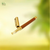 Miswak Brown Pen Organic ToothBrush